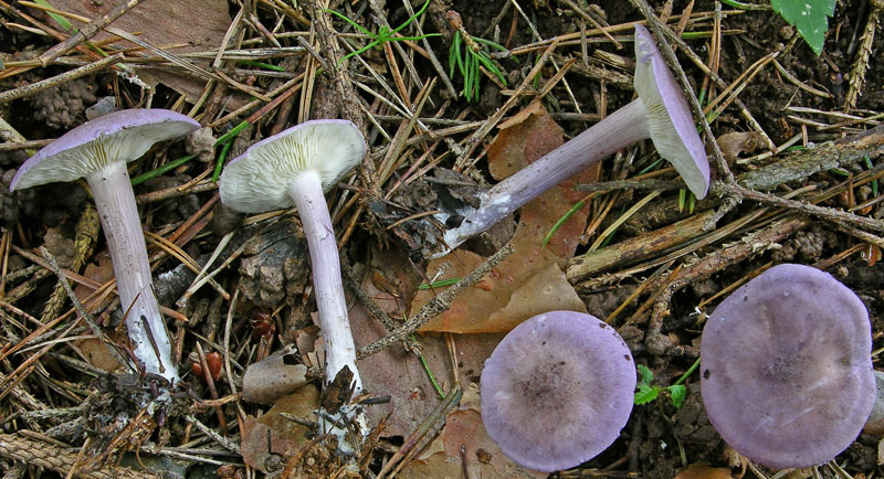 Calocybe ionides dell''8 giugno.